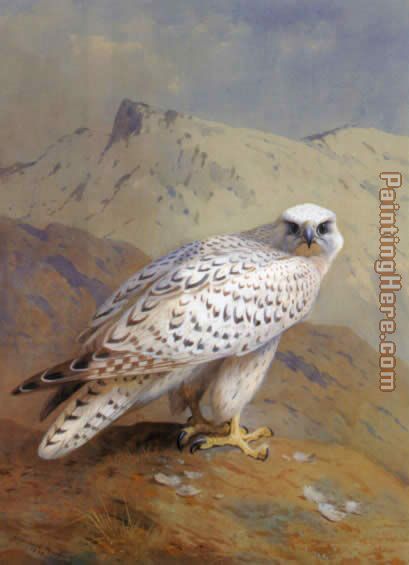 A Greenland or Gyr Falcon painting - Archibald Thorburn A Greenland or Gyr Falcon art painting